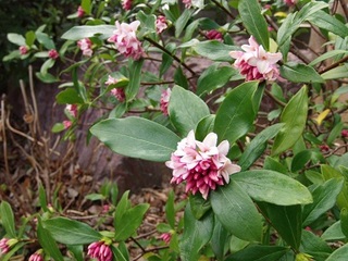 P3110034 ジンチョウゲ.jpg