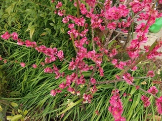 P3110035 紅梅.jpg