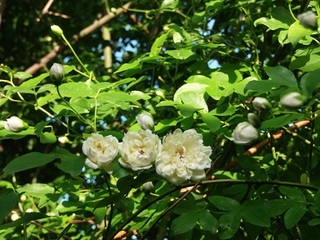 P5020577 bREo.jpg