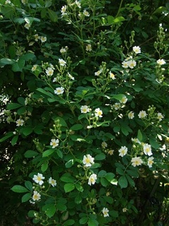 P5100696 ノバラ.jpg