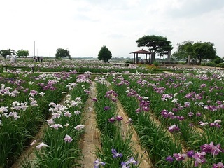 P6110007 菖蒲城址アヤメ園.jpg