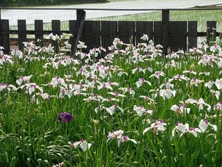 P6110016 アヤメ.jpg