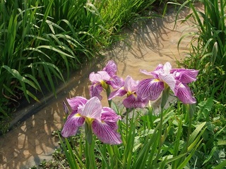 P6110024 アヤメ.jpg