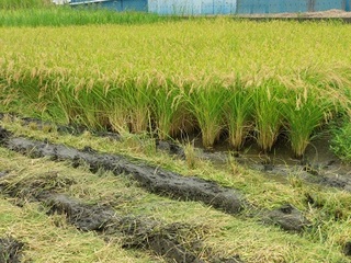P8250107 稲刈り.jpg