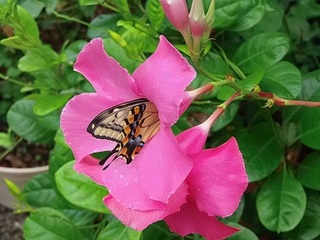 P8270304 マンデビラとアゲハ.jpg